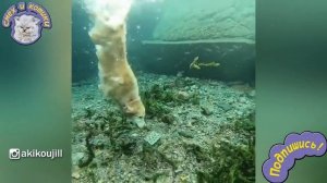 Собака Водолаз | Ретривер любит нырять