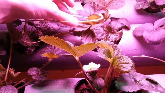 Клубника дома на гидропонике и в земле. Сравнение смотреть онлайн