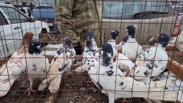 Голуби цены Птичий рынок г Пятигорск-ч2 смотреть онлайн
