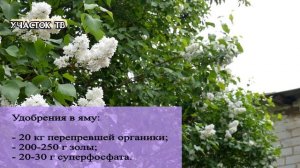 СИРЕНЬ НА УЧАСТКЕ - Посадка, Уход и Правила Выращивания - Изгородь из Сирени