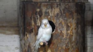 Разведение волнистых попугаев часть-4, первое яйцо.