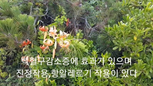 참나리(Easter lily, Tiger Lily, 나리, 백합(百合), 알나리, 타이거릴리, 호피백합 смотреть онлайн