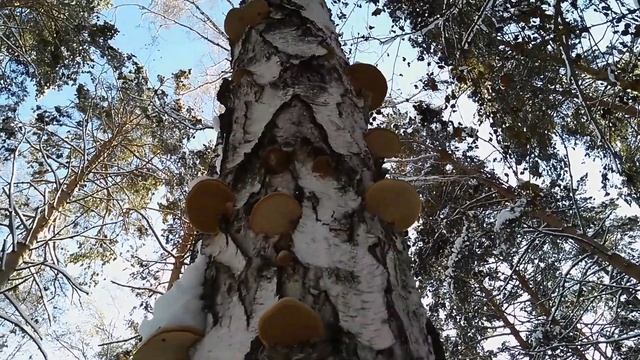 Гриб Трутовик в зимнем лесу. смотреть онлайн