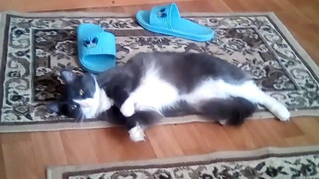 Знакомьтесь это Мура ! смотреть онлайн