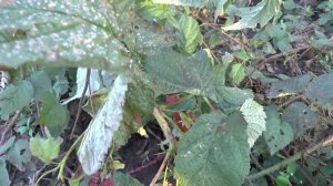 Ремонтантная малина "Рубиновое ожерелье". Видео обзор.