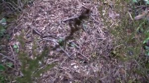 Перенос муравейника с участка в лес