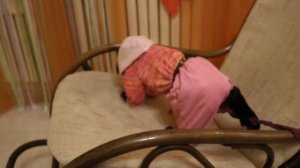 2018.11.20 Обезьяна капуцин Масяня, Браша и Кики. Встреча подружек.