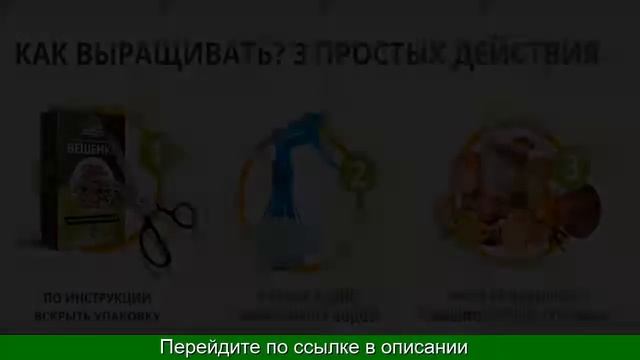 Грибы В Мешках Выращивание