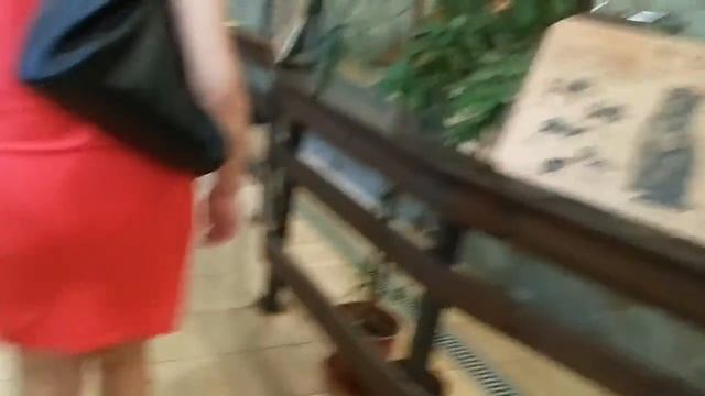 сурикаты лев пантера леопард обезьянки Питер зоопарк смотреть онлайн