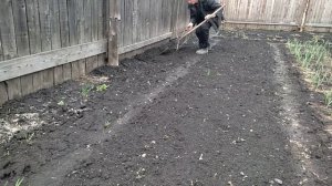 посадили немножко саженцев