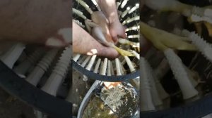 МАГИЯ! Щипаем бройлеров за 30 секунд! Перосъемная машина в действии.