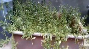 Bacopa Monnieri setelah 6 bulan