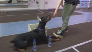 Доберман Сёма. Индивидуальное занятие по дрессировке (ОКД): обучение команде Место. Тольятти, 2022.