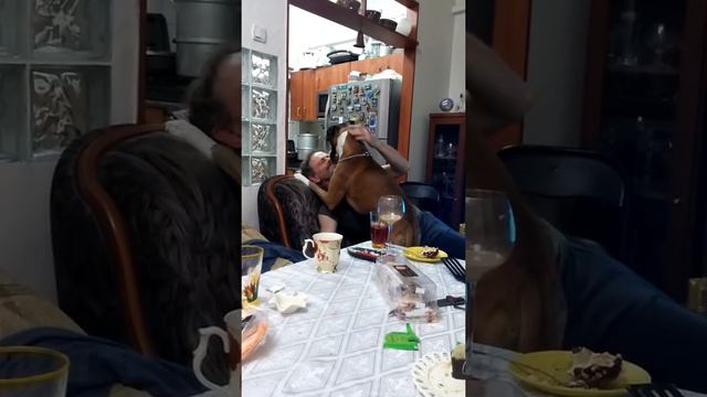 Боксер собака смотреть онлайн