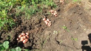 Картофель под Соломой РЕЗУЛЬТАТ / УРОЖАЙ !!!