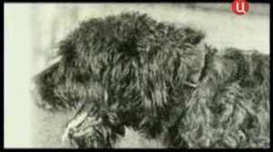 Черный терьер история породы