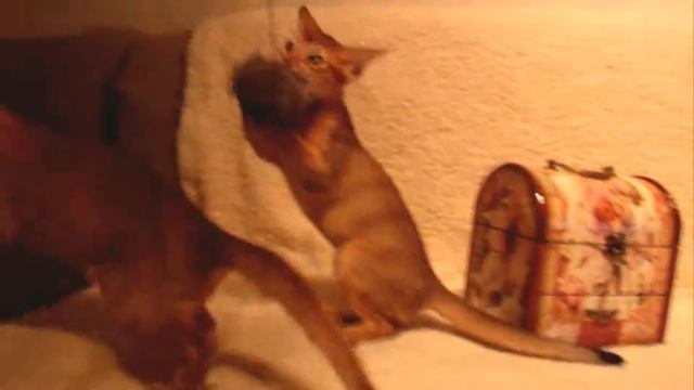 Абиссинские котята "Aby Max" помет "C" смотреть онлайн