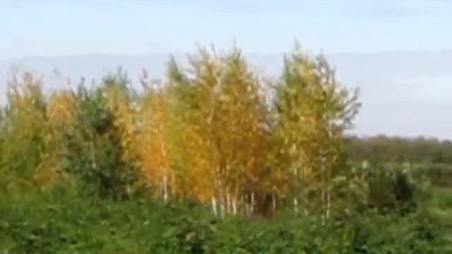 Новополтавское  лесничество