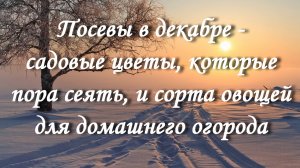 Посевы в декабре - садовые цветы, которые пора сеять, и сорта овощей для домашнего огорода