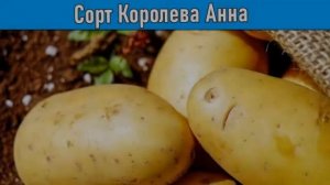 Семена Картофеля Королева Анна