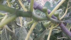 Второй урожай инжира в картинках. Урожайные сорта равнодушны vs обрезка, полив, удобрение инжира.