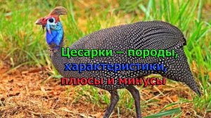 Цесарки – породы, характеристики, плюсы и минусы