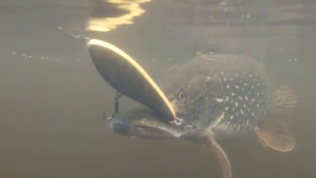 Щука 3.500. Снято на BV6000. смотреть онлайн