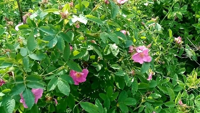 Цветы и листья шиповника-красиво, вкусно, полезно.