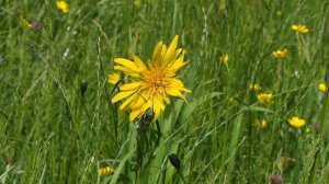 Tragopogon pratensis 1.mp4