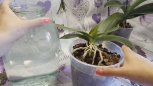 МОЙ РЕЦЕПТ ЧЕСНОЧНОЙ ВОДЫ. КОМУ РЕКОМЕНДУЮ ПОЛИВАТЬ, А КОМУ НЕТ!