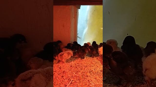 Цыплята кохинхин . уход с первых дней.