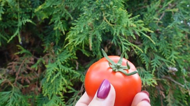 Томат КАТЯ F1. Обзор сортов ТОМАТОВ! смотреть онлайн