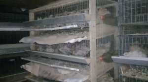 30.11.2019.обзор САМОДЕЛЬНОГО БРУДЕРА И КЛЕТКИ ДЛЯ ПЕРЕПЕЛОВ.