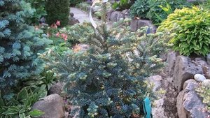 ПИХТА КОРЕЙСКАЯ--BLUE EMPEROR -2023 год