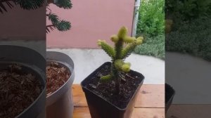 ХВОЙНЫЕ .Долгожданная Ель Bialodok и Пихта испанская Aurea!