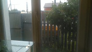 Пришли с Кисловодска матки пчёл карпаток от Тимофеевых. Пчеловодство.