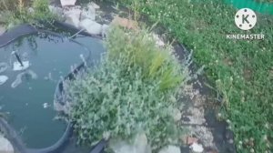 Пряно ароматические и лекарственные растения сада. Часть вторая.