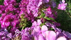 Флокс метельчатый ‘Князь Серебряный’ Phlox paniculata ‘Knayz Serebrajnij’. автор В.Н. Хватова, 200