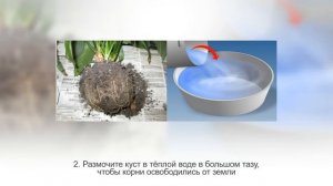 СПАТИФИЛЛУМ размножение. Цветок ЖЕНСКОЕ СЧАСТЬЕ, размножение делением куста