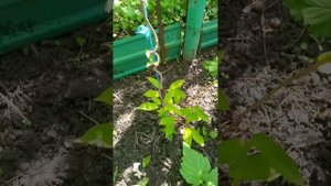 Актинидии Киевские, Женева, Кенс Ред, Байерн, Вейки, Ананасная, Джамба, Скарлет, Пурпурная, Чан Бай