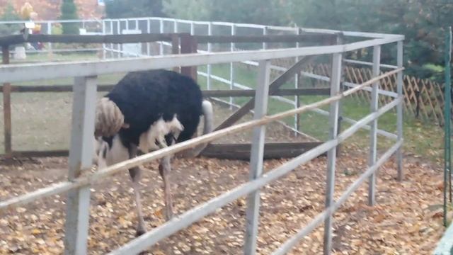 Размах крыльев птиц. Зоопарк. смотреть онлайн