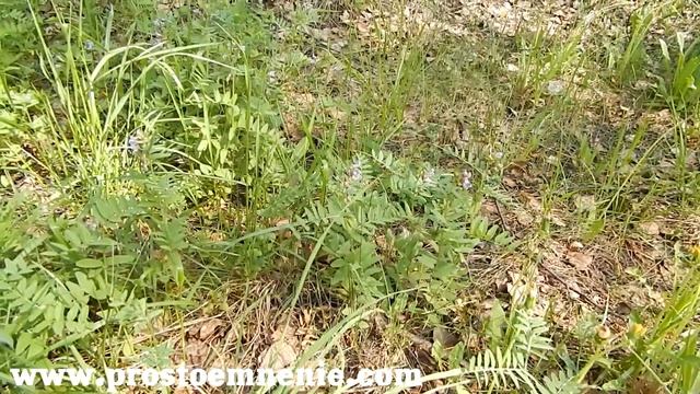 Окаyota #4 что сделано и планы на будущее проекта. смотреть онлайн