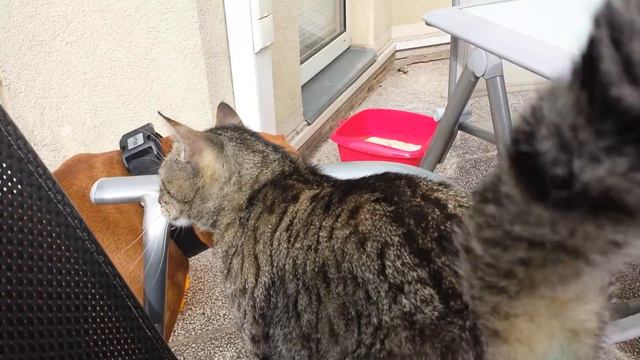 Me crazy Cat and me crazy Pitbull Funny Love. Мой чумачечий кот также и мой чумачечий питбуль . смотреть онлайн