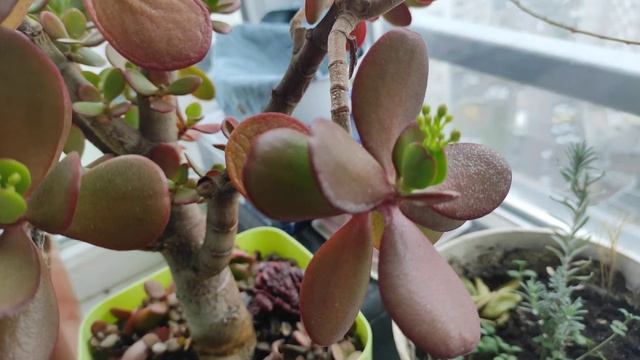 Зацвело Денежное дерево 9.12.2022 смотреть онлайн