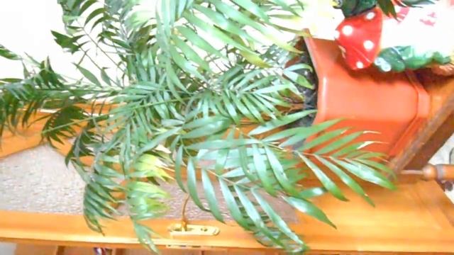 пальма хамедорея - palm chamaedorea смотреть онлайн