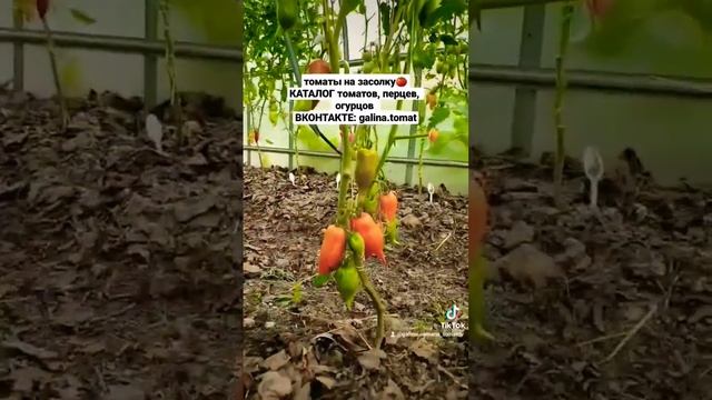 Розовый Фламинго с носиком? #семенатоматов #помидоры #dwarf #сад #огурцы #огурцывтеплице #всенадачу