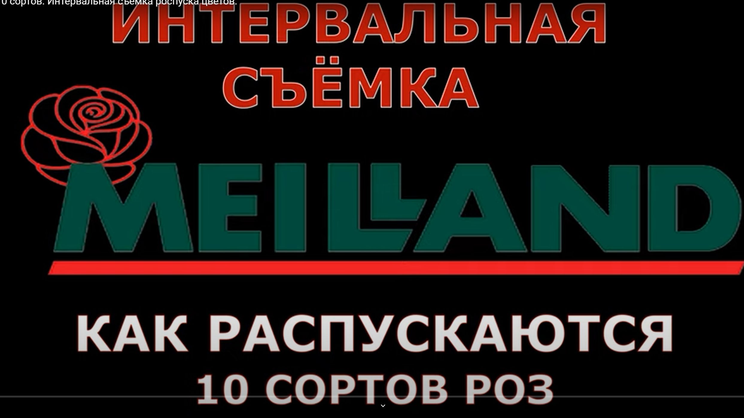 Розы селекции Мейланд 10 сортов Интервальная съёмка роспуска цветов.