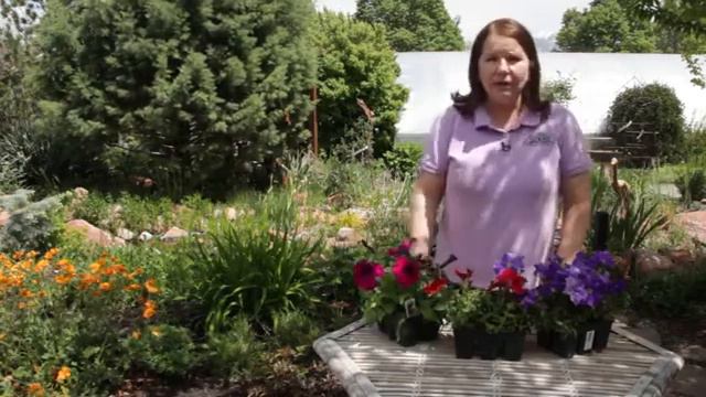 Do Petunias Self-Seed? смотреть онлайн