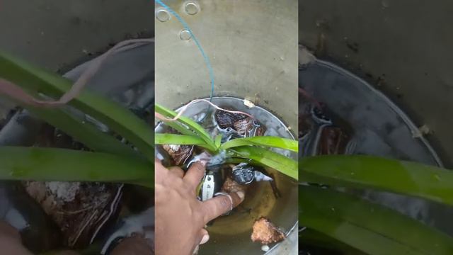 Orchid care.. summer orchid.. watering of orchid.. orchid bloom.. orchid flower.. смотреть онлайн