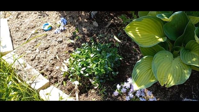 Барвинок -агрессивный почвопокровник,или красивое растение в саду!? Барвинок вариегатный.